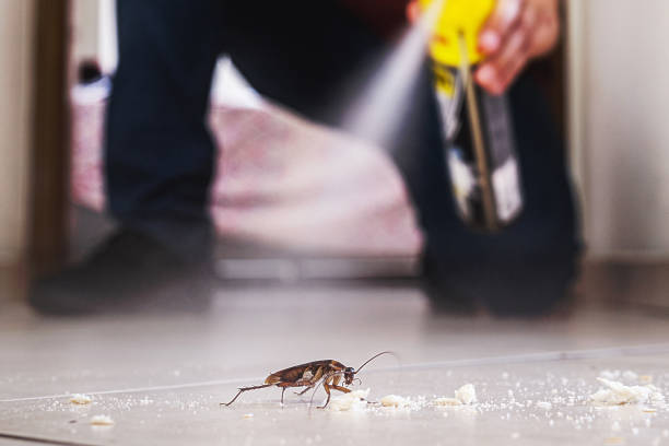 Best Emergency Pest Control  in On Top Of The World Designated Place, FL