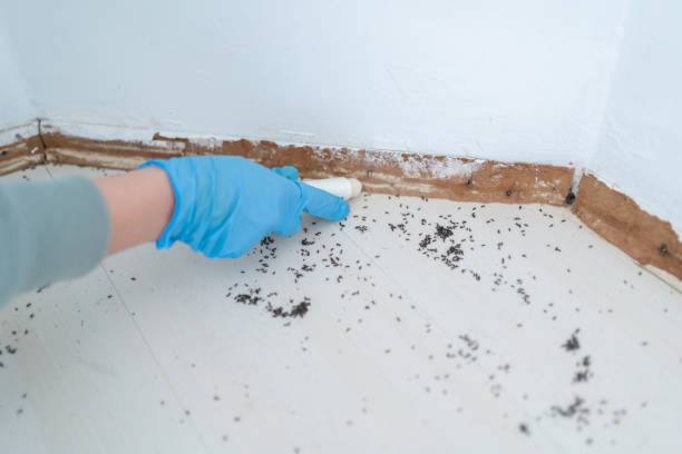 Best Pest Inspection Near Me  in On Top Of The World Designated Place, FL